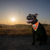 Orange Dog Bandana M Size Hi Visibility Reflective Blaze Orange Bandana for Medium Small Pets Safety Accessories for Walking Camping and Off Leash Exp